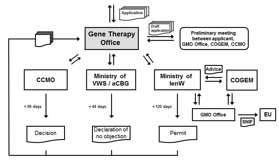 Diagram of procedures and the position of the Gene Therapy Office. Thumbnail
